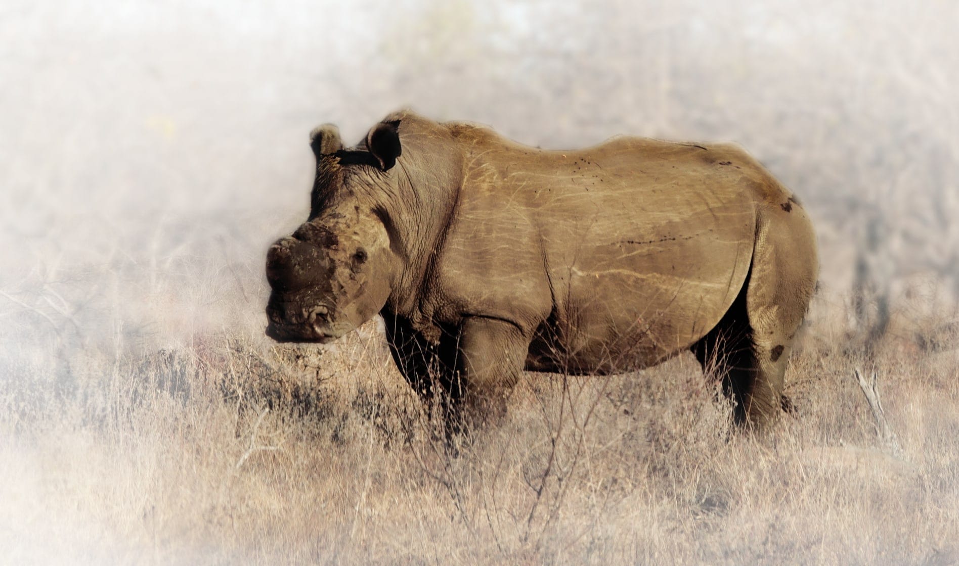 dehorned rhino