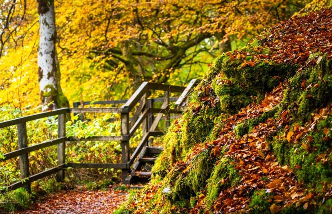 wooden bridge beside mossy roack with many burnt orange leaves on the ground and rocks