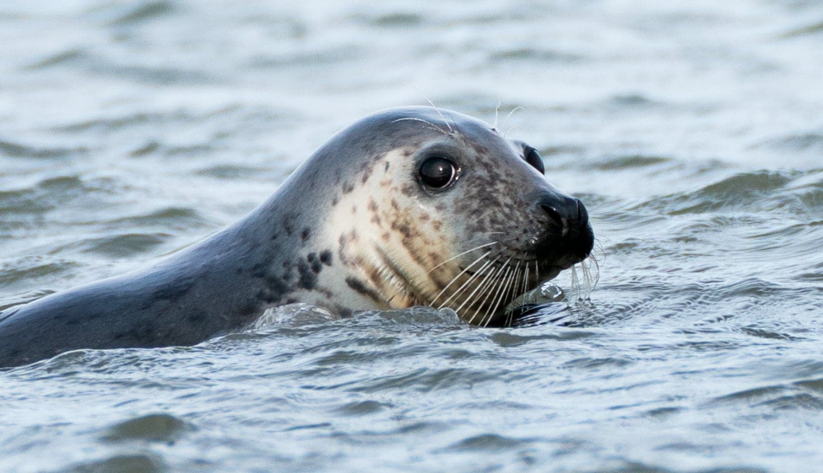 Harbour seal at Newburgh Seal Beach