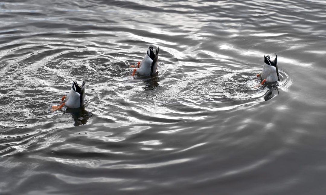 Three ducks with their heads in the water