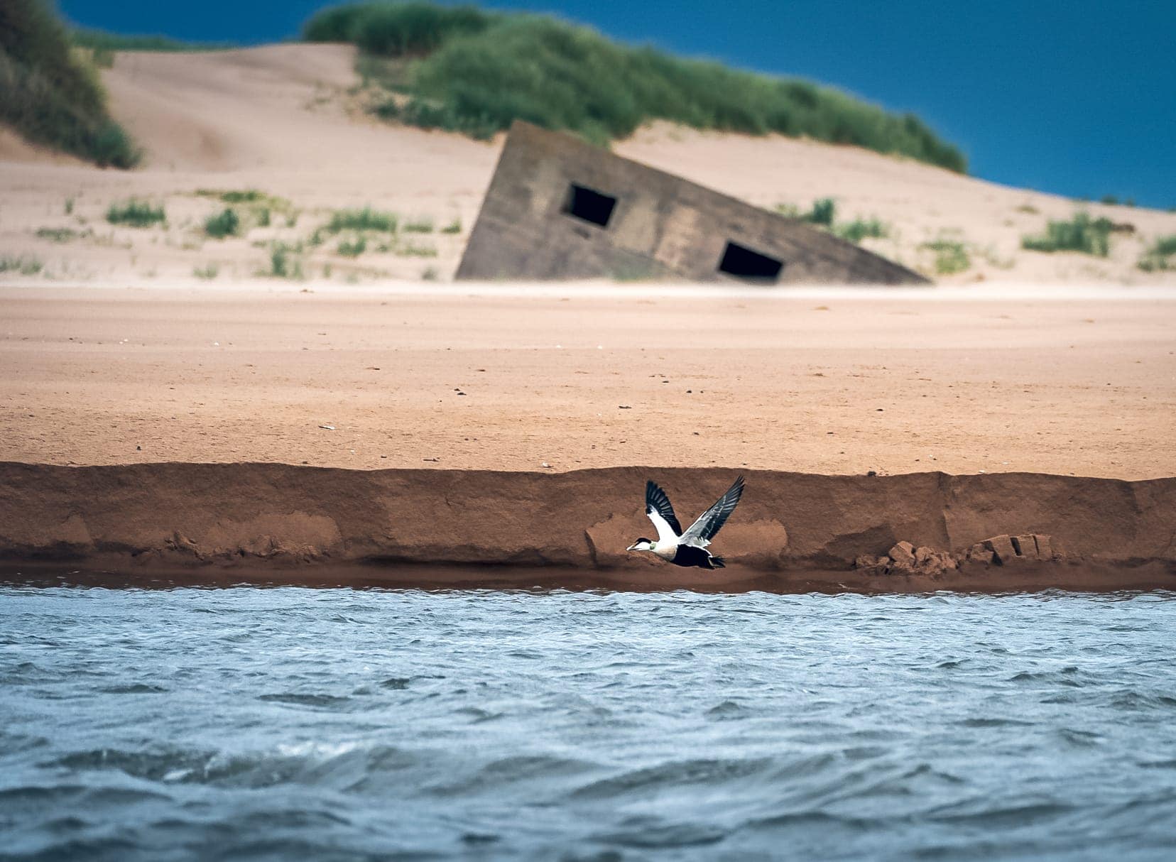eider duck (black and white) flying across the water and sunken concrete bunker in the back ground on the sand bank