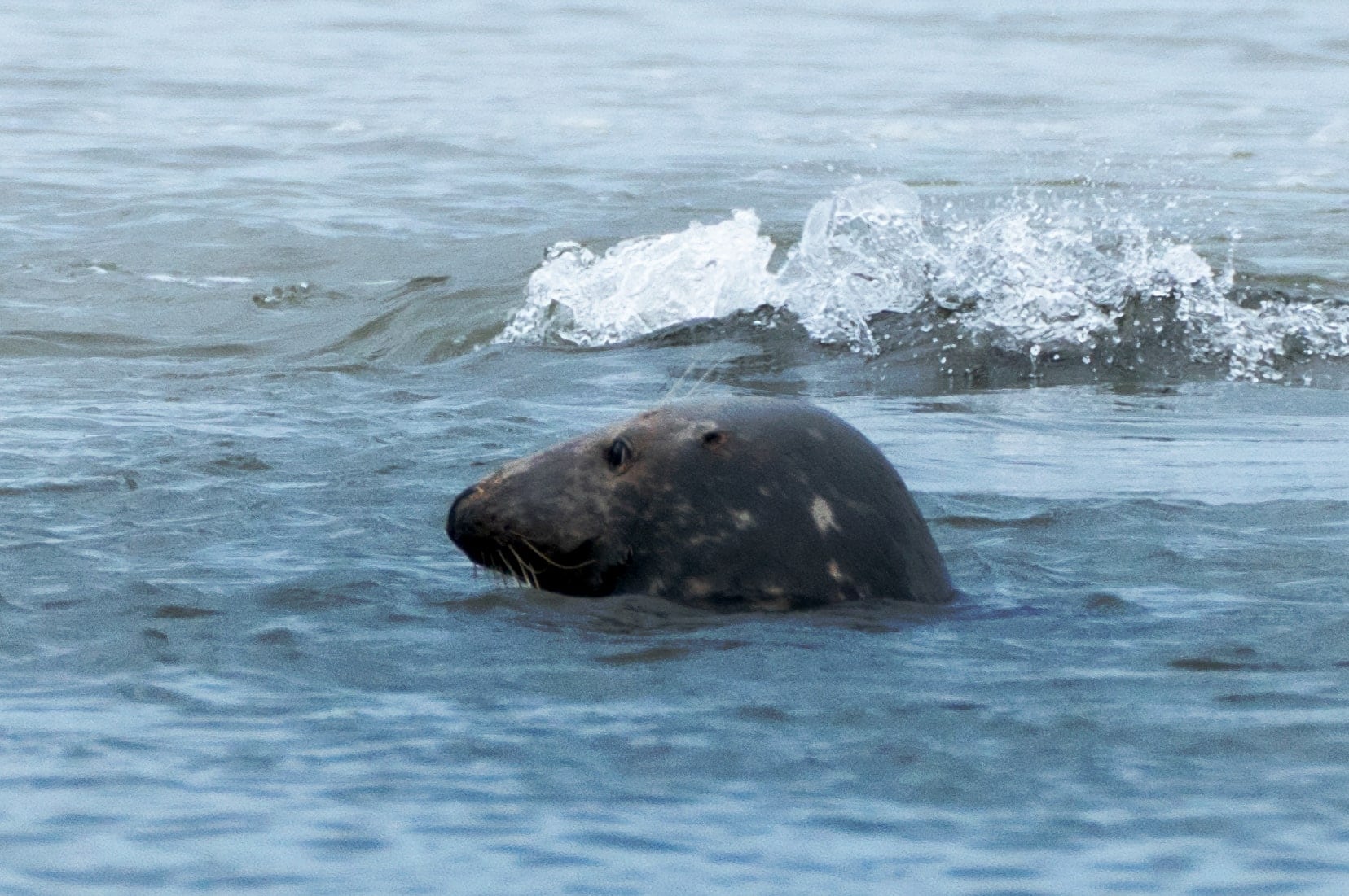 Grey seal in the water at Newburgh beach