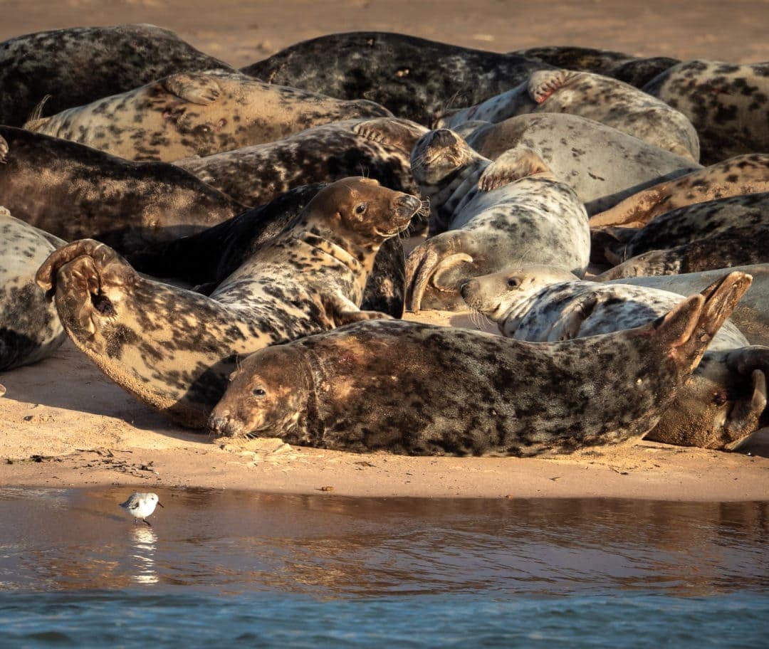 Seals in a huddle at Newburgh seal beach