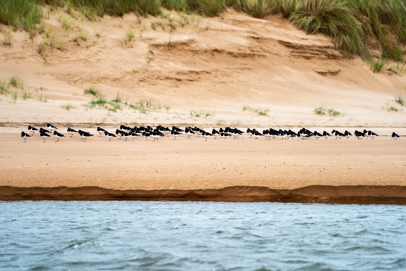 oystercatchers, black and white birds with red long beaks all lined up in a row facing the same direction.