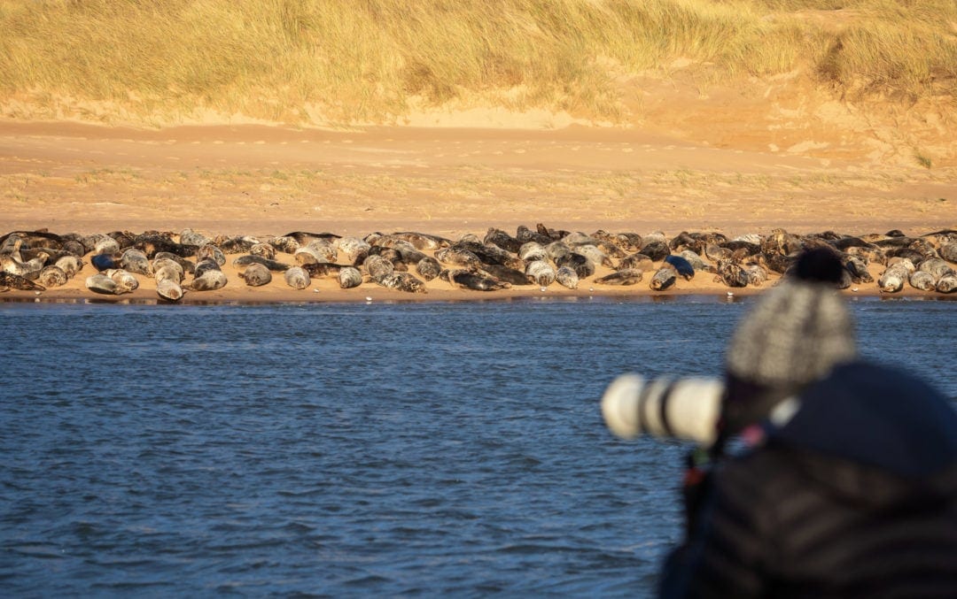 Photographer taking a shot of the seals on the opposite bank to the estuary