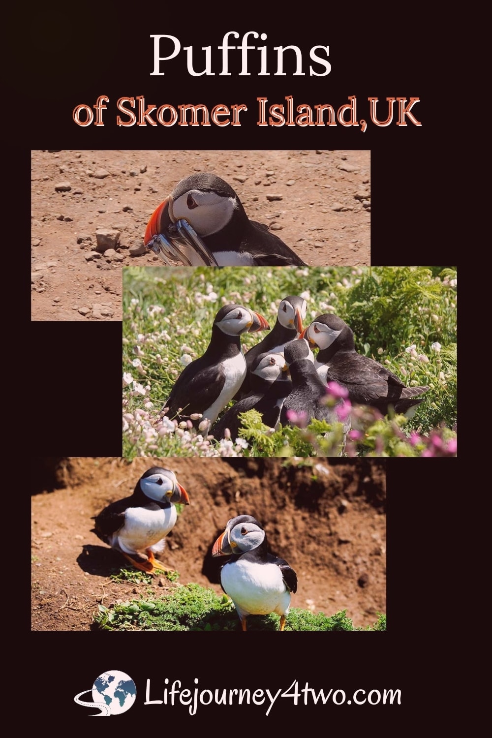 Skomer Island Puffins Pinterest pin