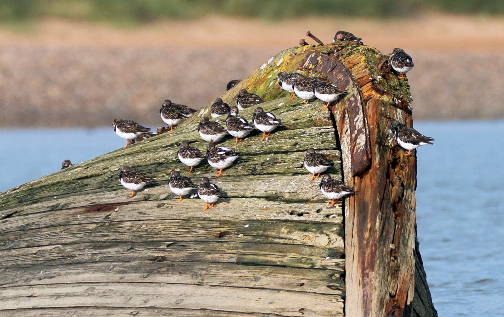 Black Turnstones - brwn and white bird with orange legs on an old wooden upturned hull