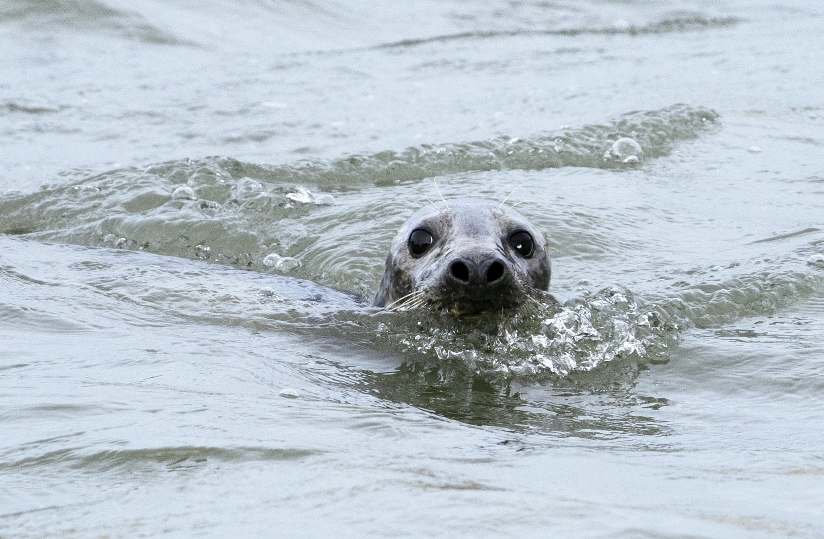 Seal being nosy with his head out of the water