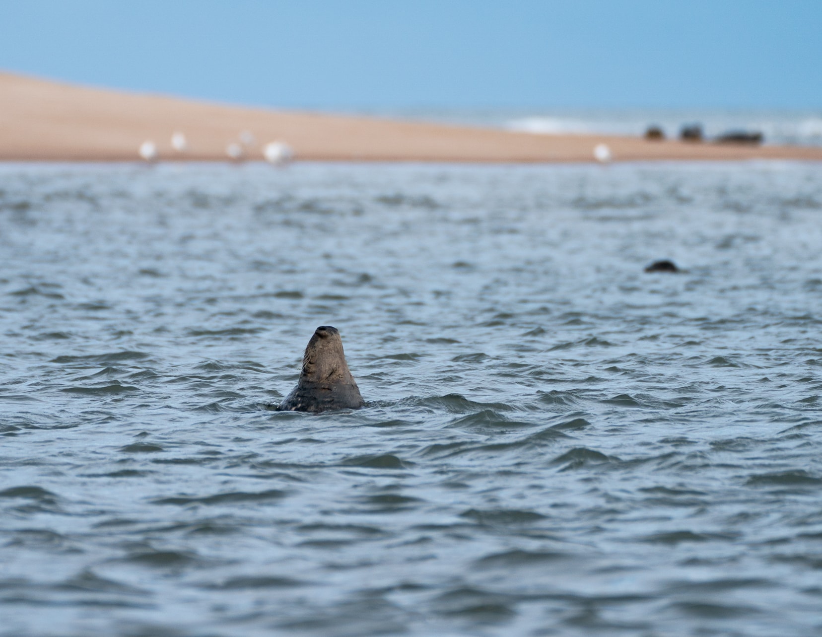 Seal with head back in water