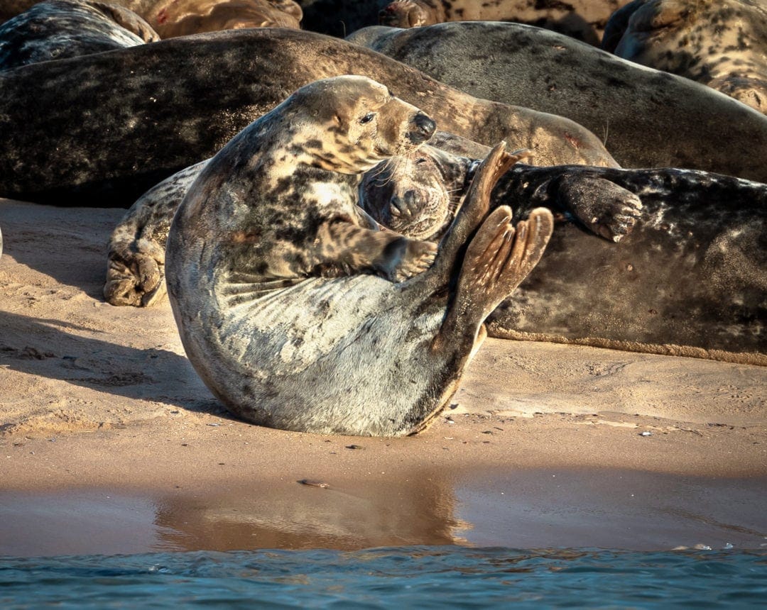 Seal stretching on the sand