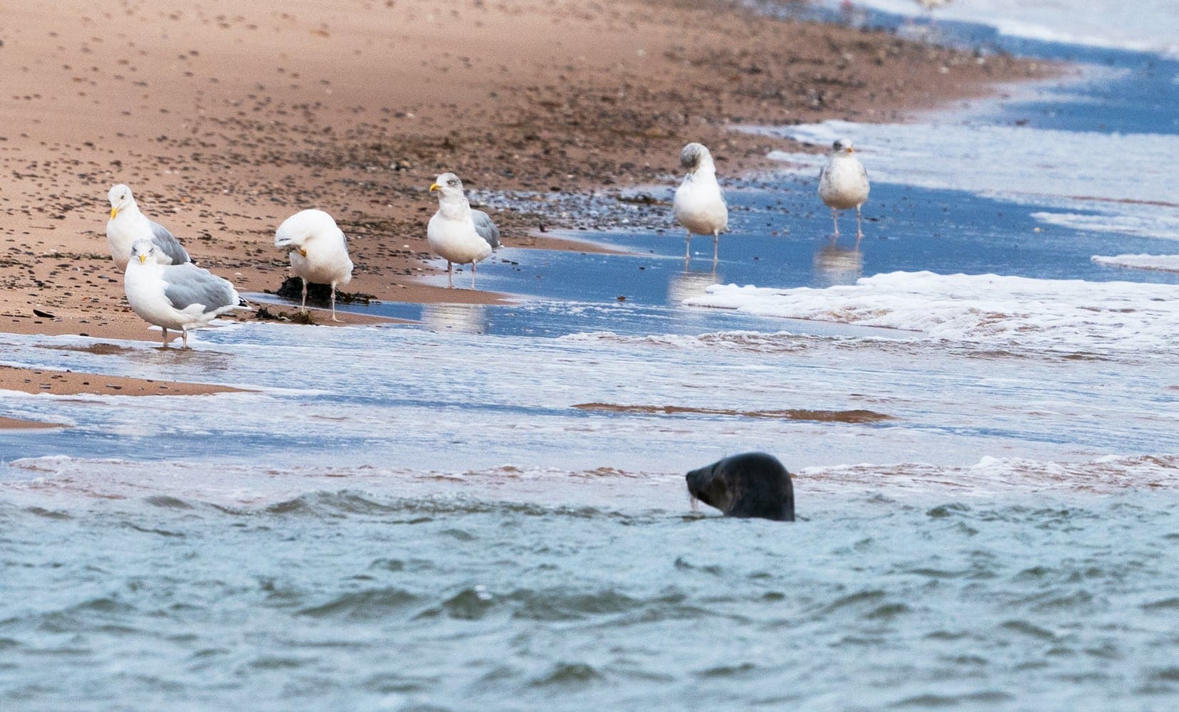 Seal watching the seagulls on the shore