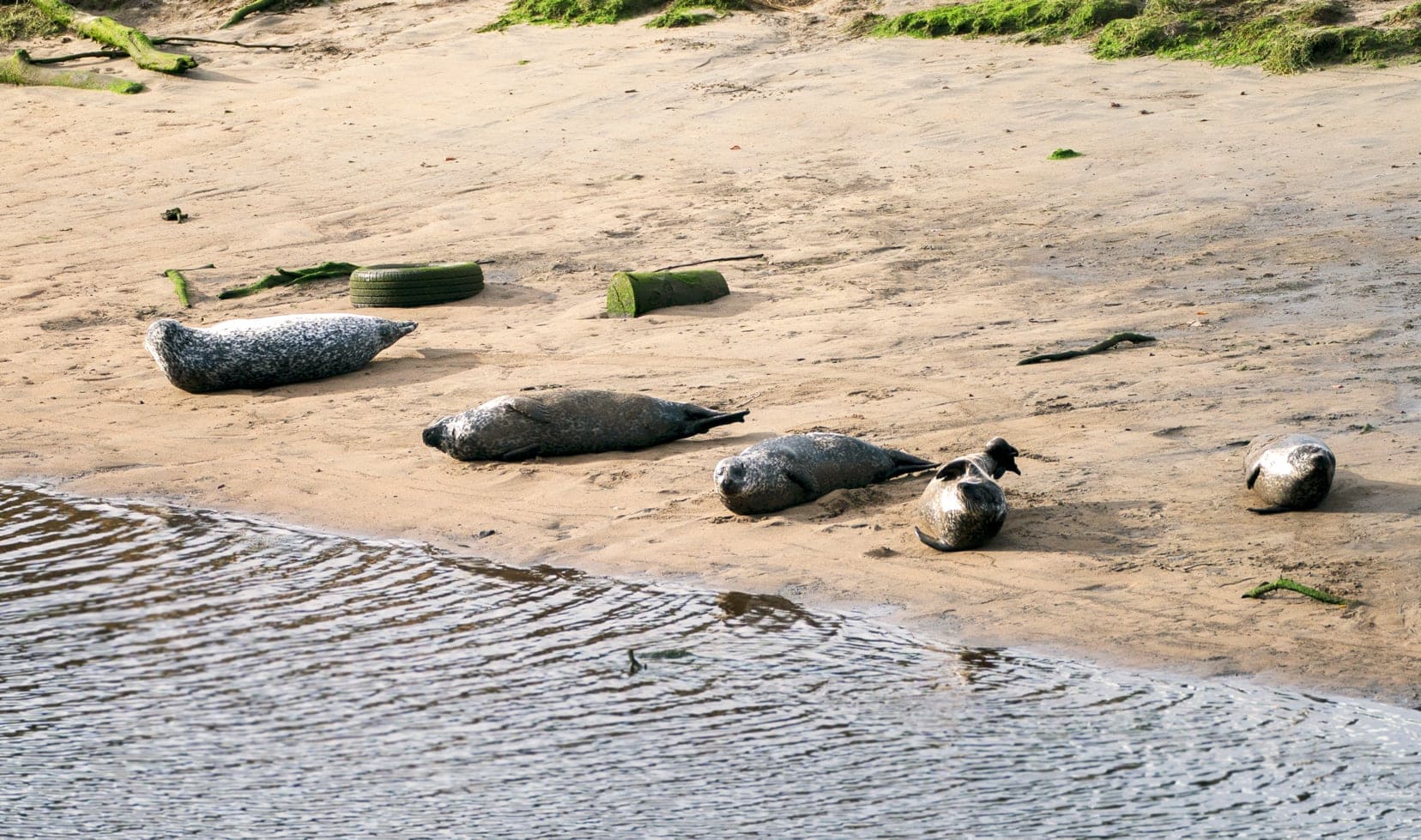 Five harbour seals laying on the sand