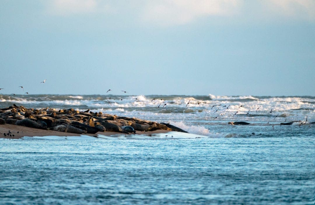 A haul out of seals on the tip of a sand bank with birds flying past