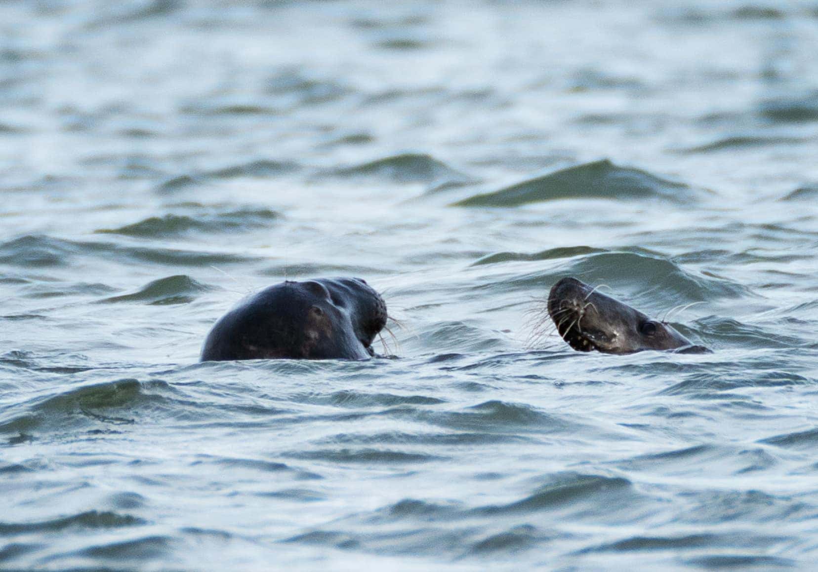 grey seal with longer snout and and harbour seal at Newburgh Seal Beach