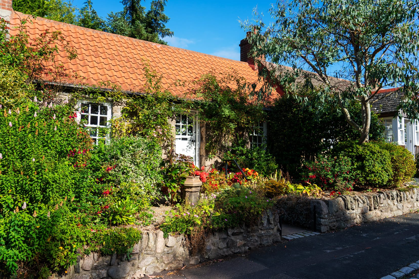 Things-to-do-in-Aberdeen---Cottown-house with climbing flowery plants growing around the cottage