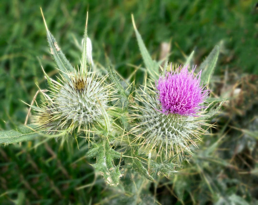 Pink thistle in green grass