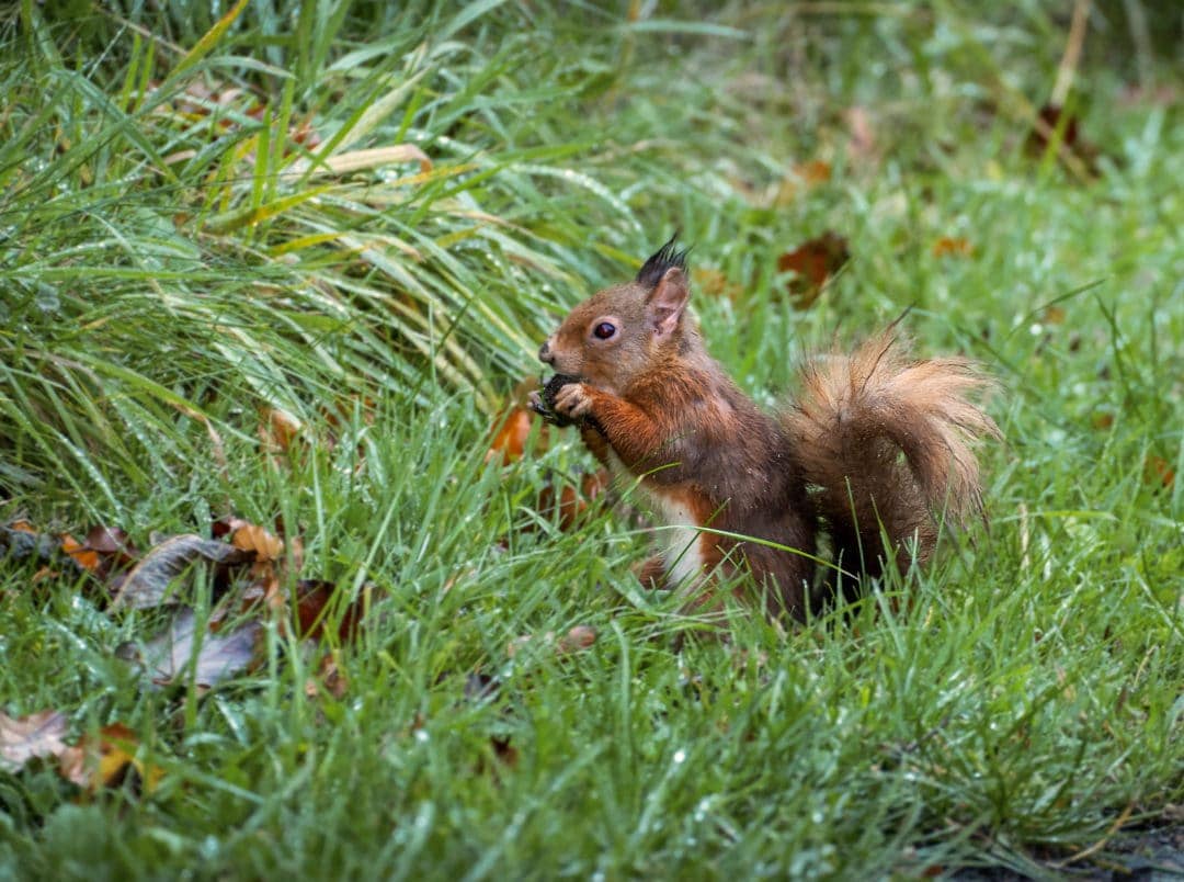 red squirrel in green grass
