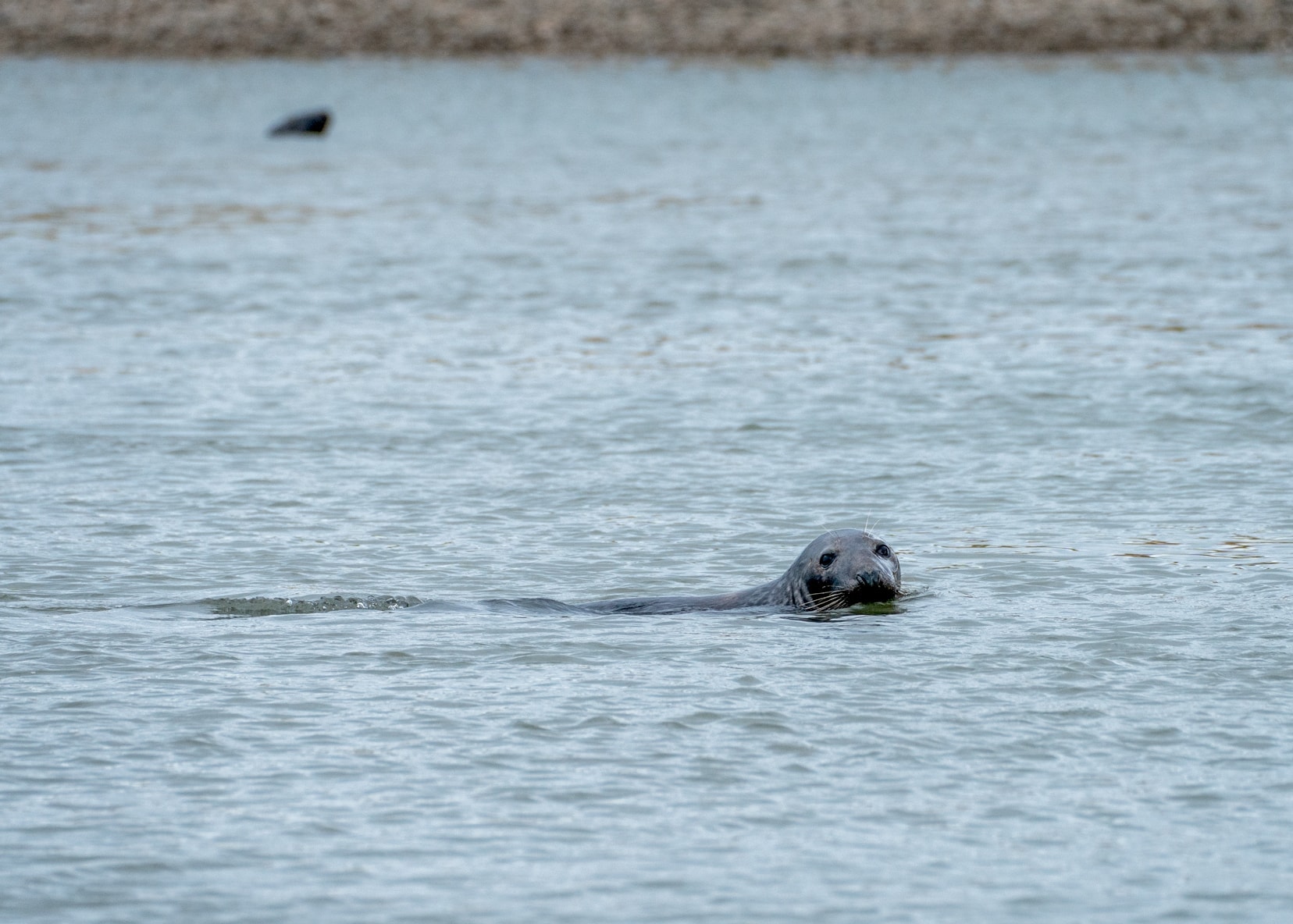 Seal passing by in the sea with his head out 