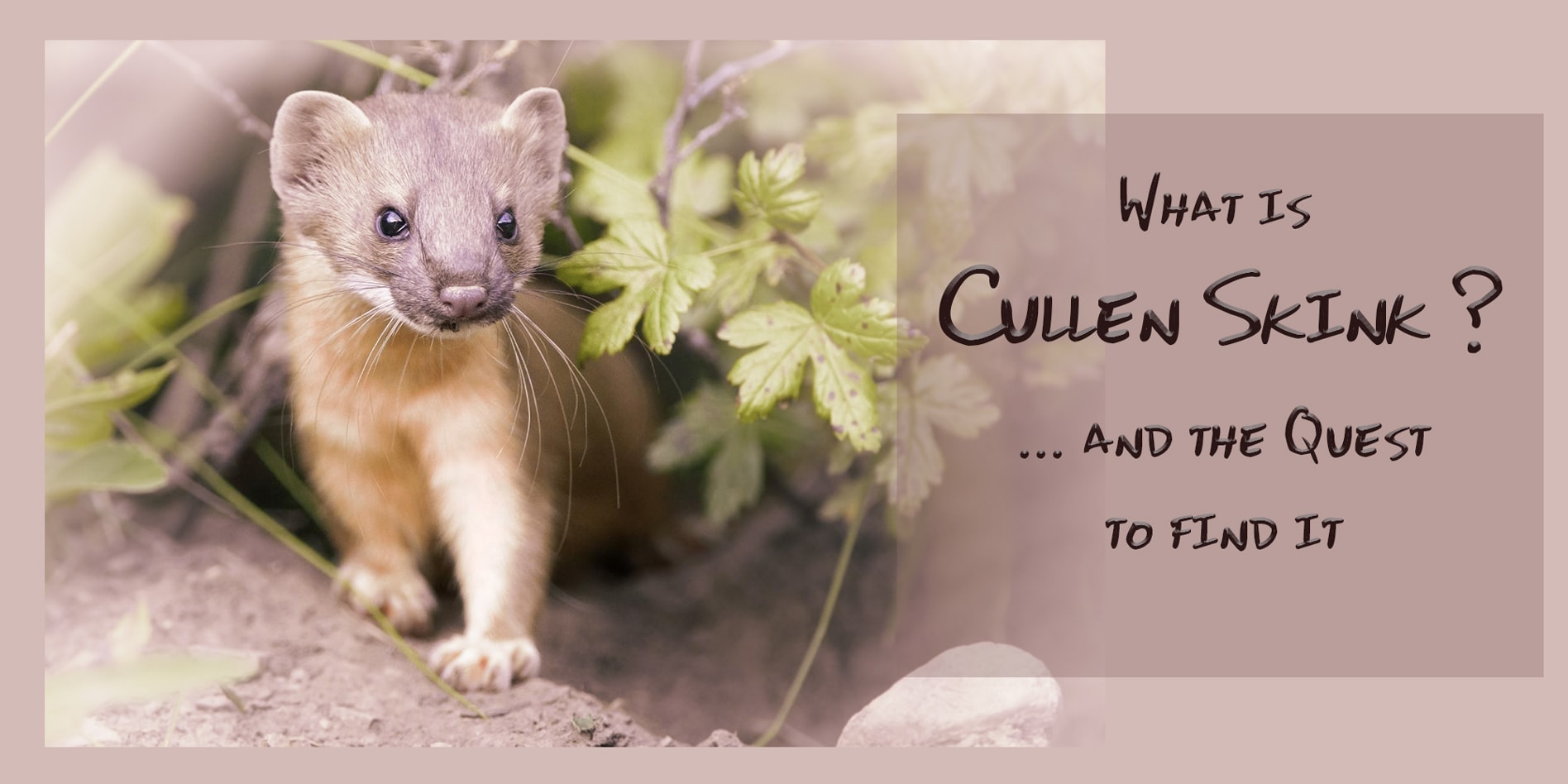 Cullen Skink header photoof a weasel and title of post
