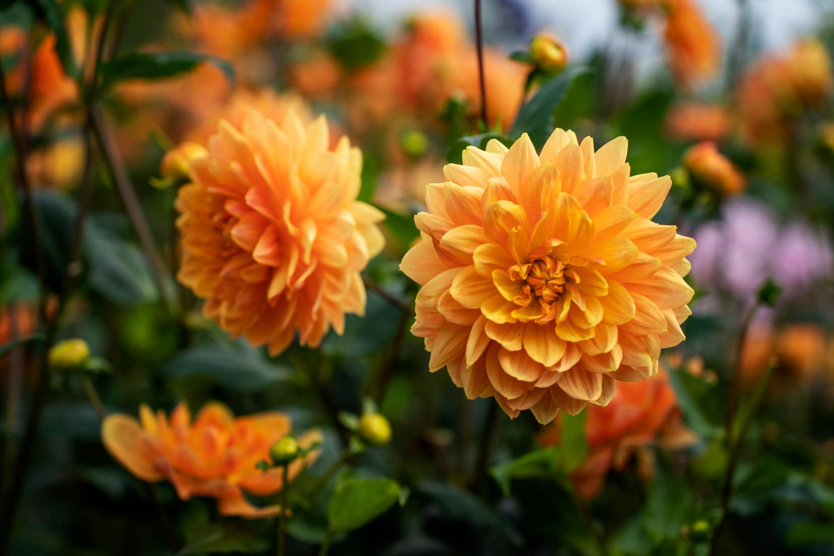 Drum-Castle-garden orange flowers 