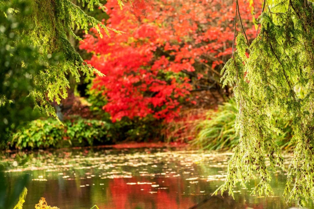 Drum pond garden with red maple leaves dripping over pond