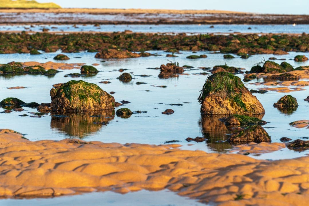 Rutted sand, pools of seawater and saweed covered rocks at Rattray Head