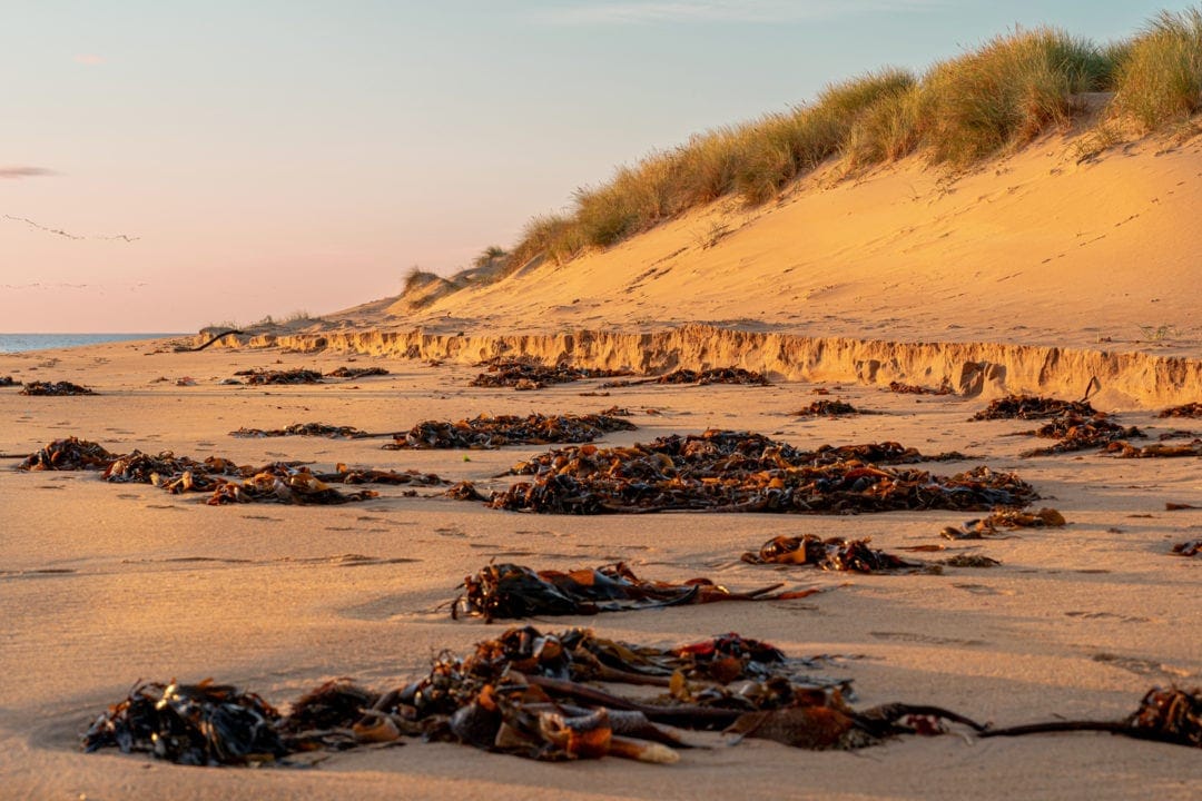 Rattray Head Beach with steep sand dunes and seaweed scattered along the sand