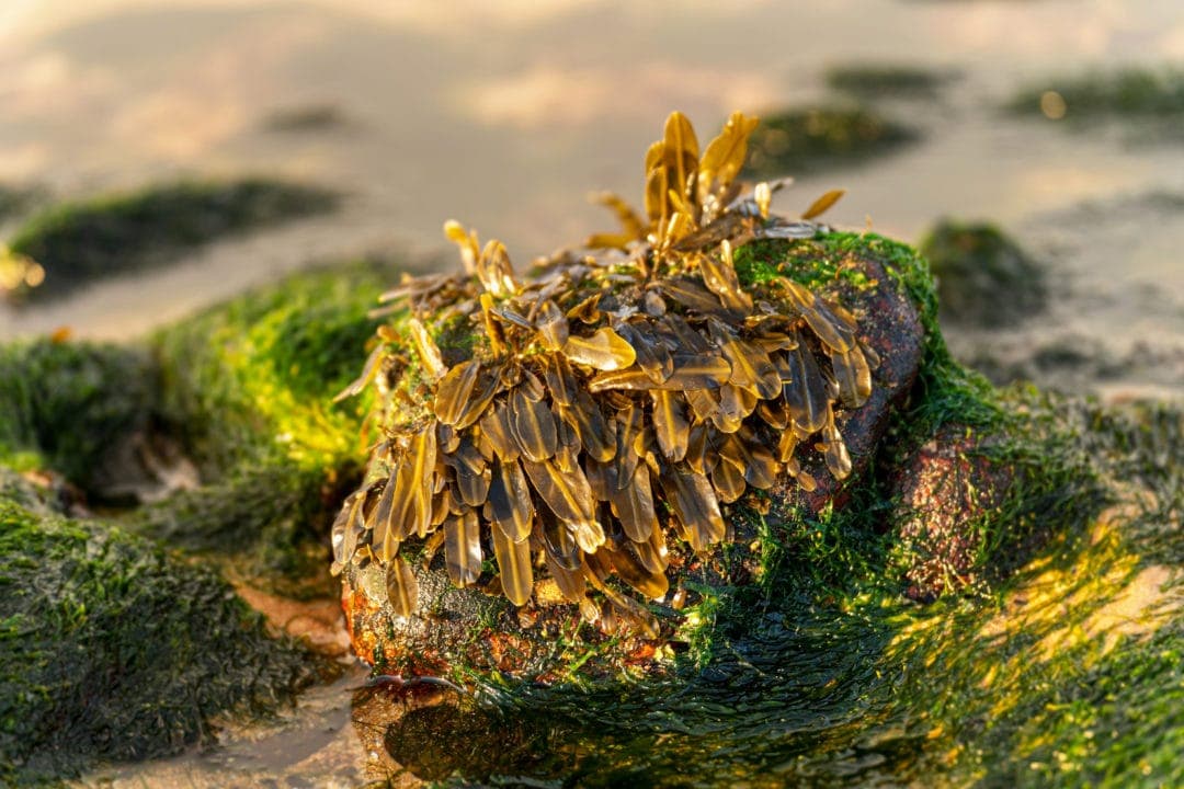 seaweed on rock