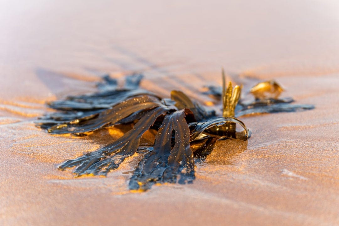 seaweed clump on sandy beach