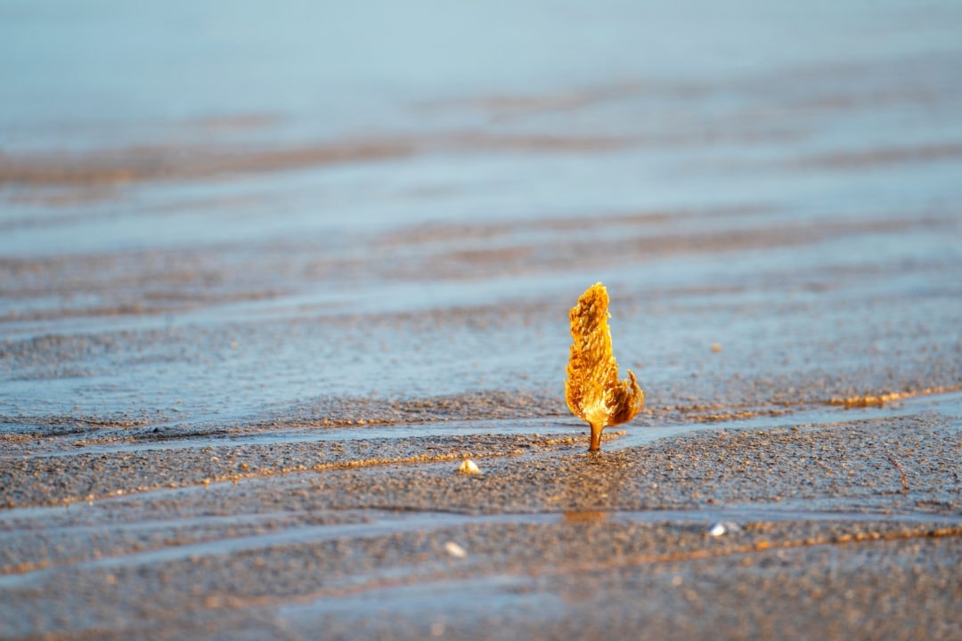 lone piece of seaweed sticking out of the sand