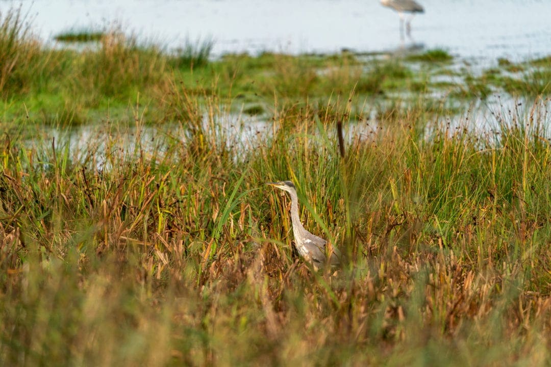 Loch of Strathbeg wetlands with a grey heron in the long grass