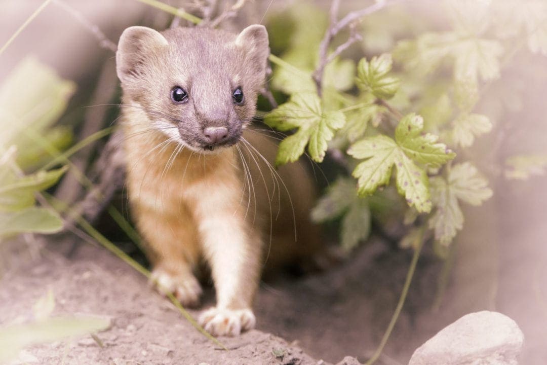 brown weasel in amongst leaves