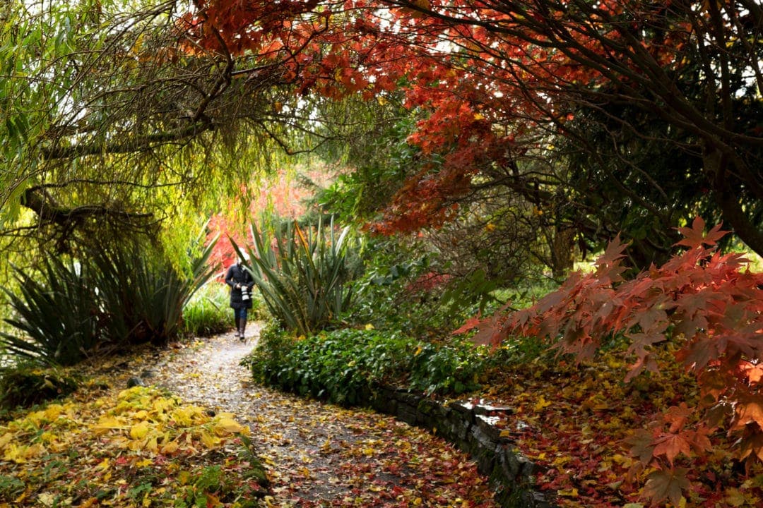 Pathway through trees at Drum Castle