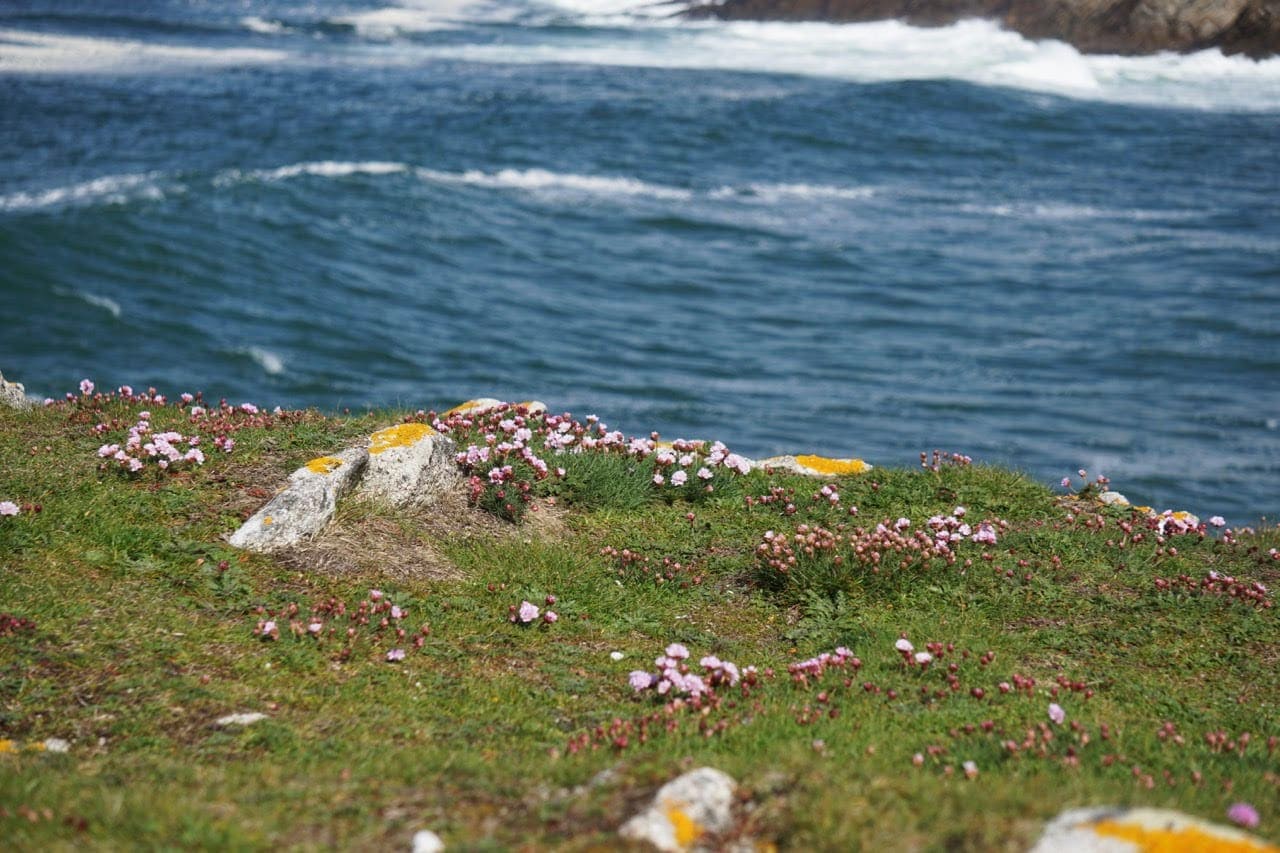 Brittany coastal grass and pink flowers with sea in the background