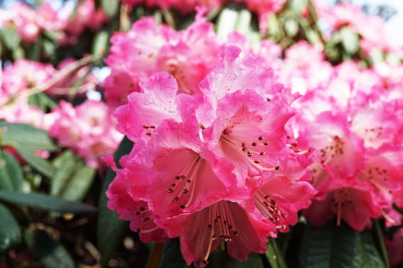 pink flower in Paris botanical garden