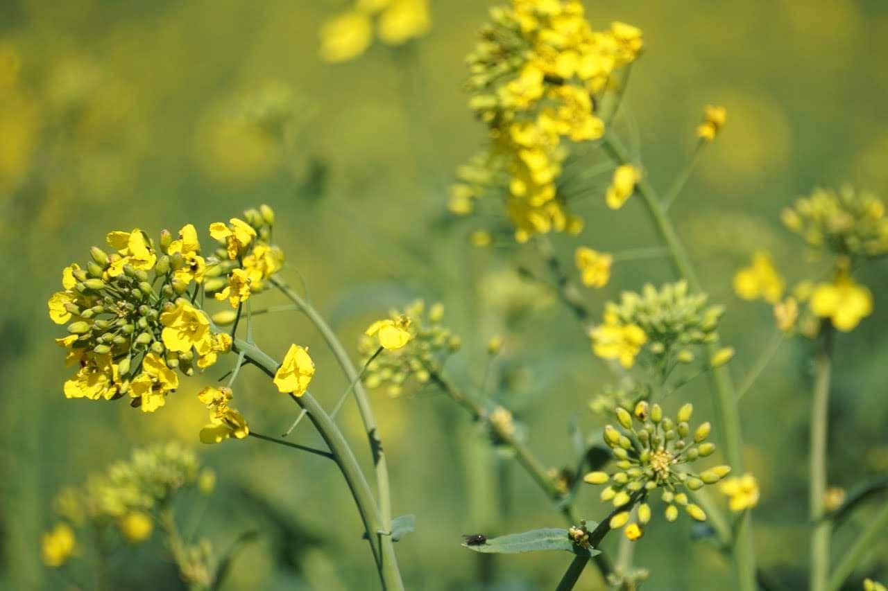 rapeseed field in Normandy