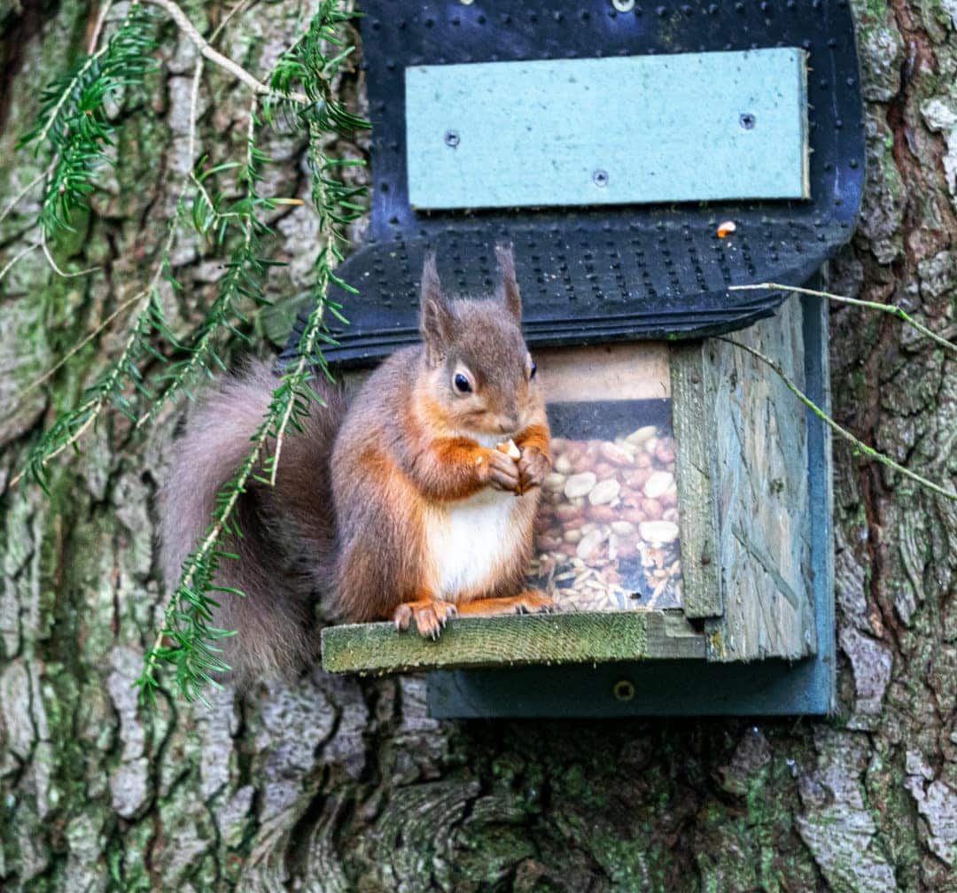 Squirrel sitting on a nut feeder eating a nut at Dunnottar Woods 