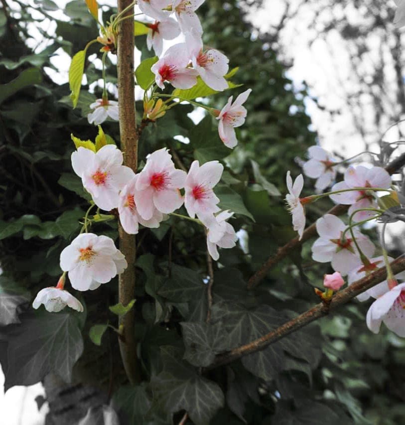 cherry blossom on ivy tree