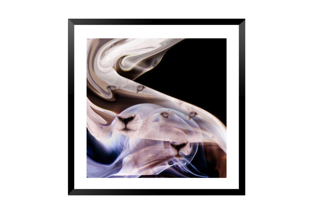 Abstract-lion-Square-Frame