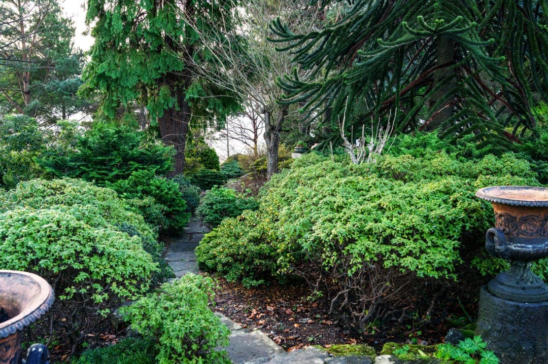 Lots of Green conifers and trees around a winding stone path