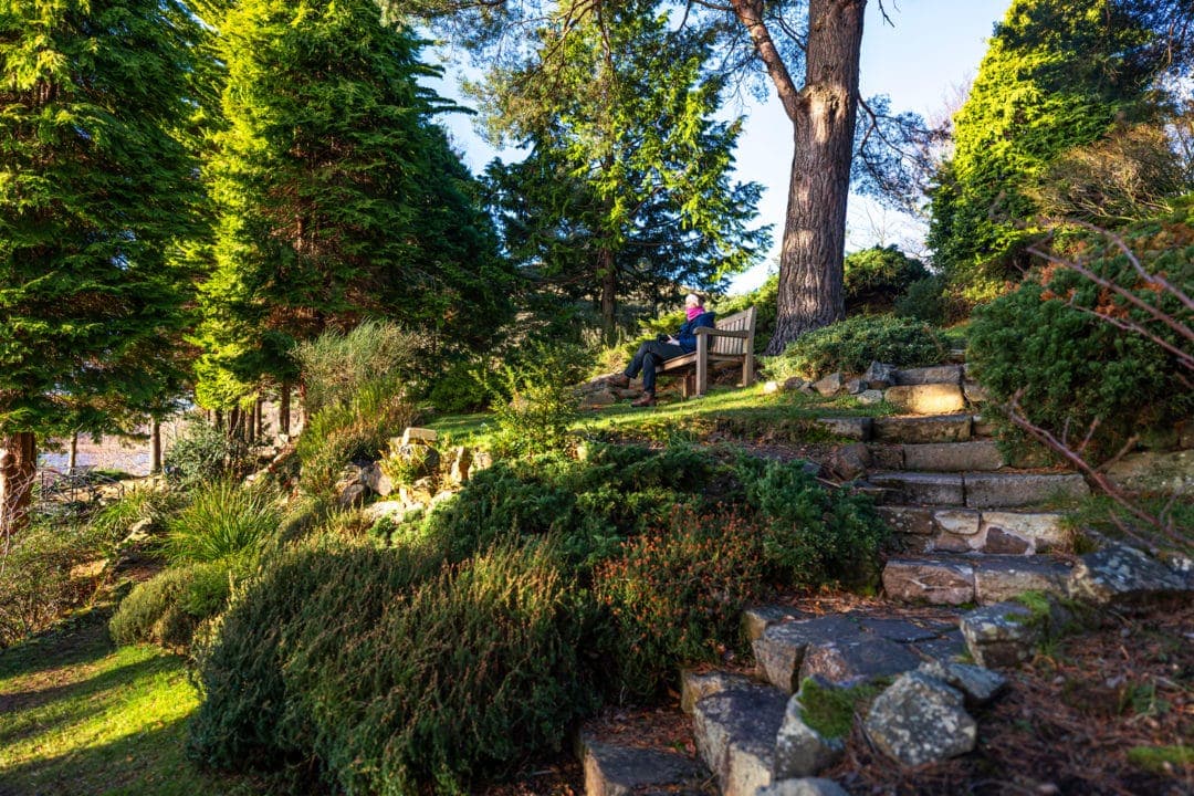 Stone path and tall conifers in Dr Neils garden Edinburgh