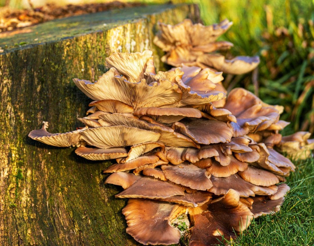 Fungi growing on tree- golden colour mushroom like