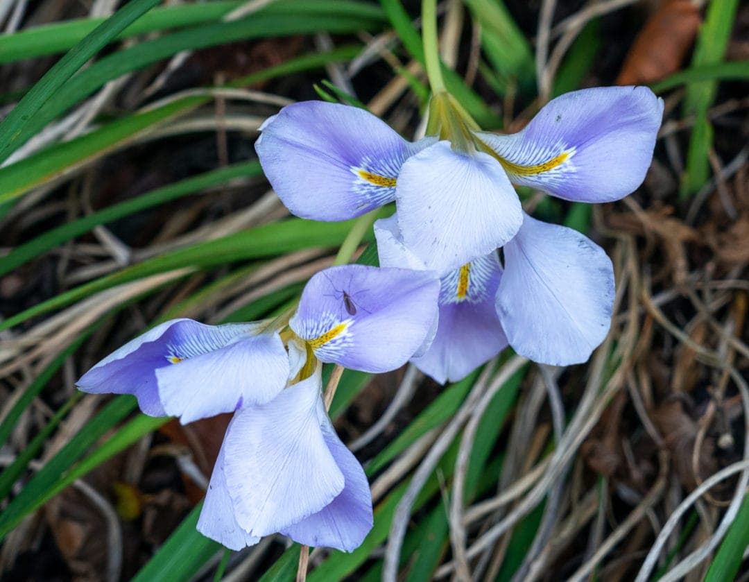 Lilica coloured flower