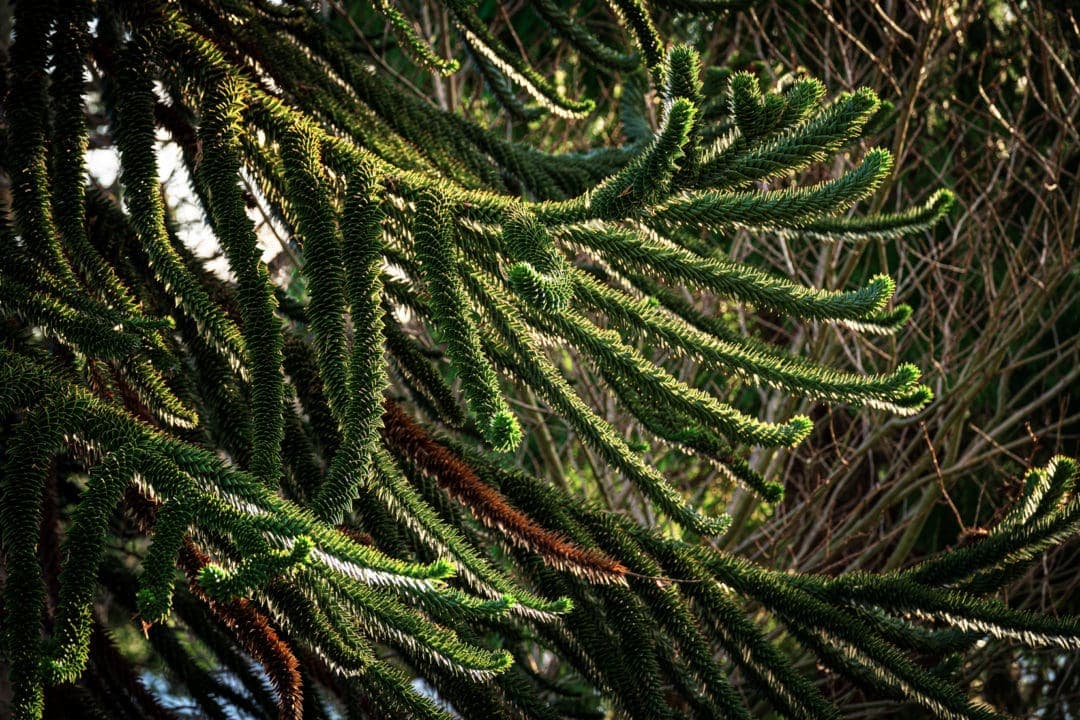 monkey puzzle tree