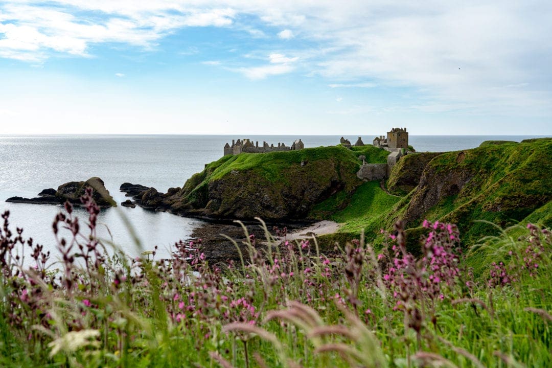 Dunnottar-Castle seen from afar with pink flowers in the foreground