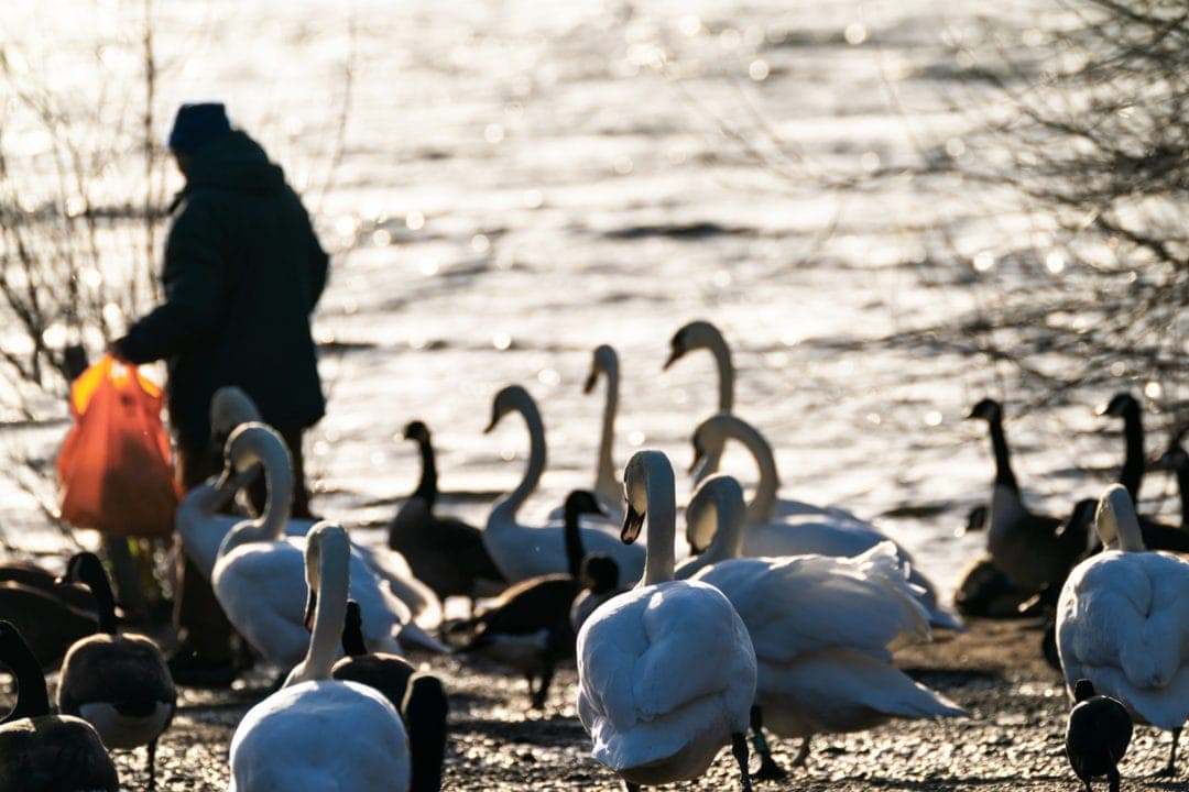 Man holding orange bag with geese and swans following him by Duddingston Loch