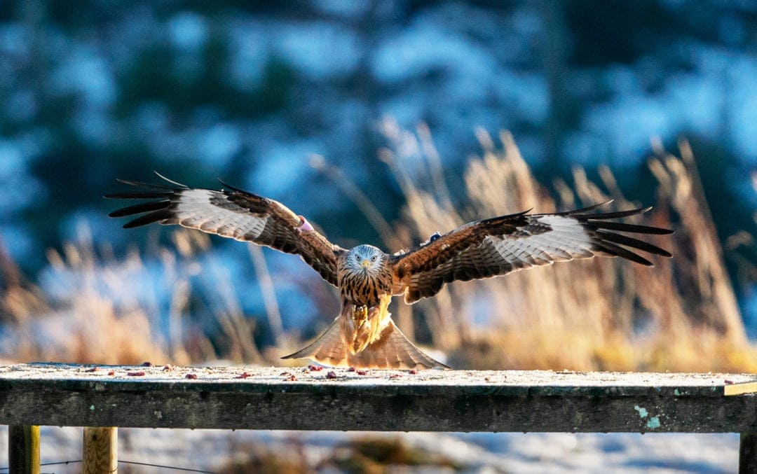Red-kite-with-wings-outstretched