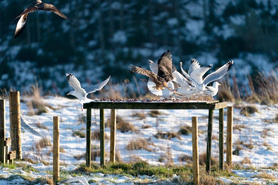 red kites and seagull taking food from the feeding table
