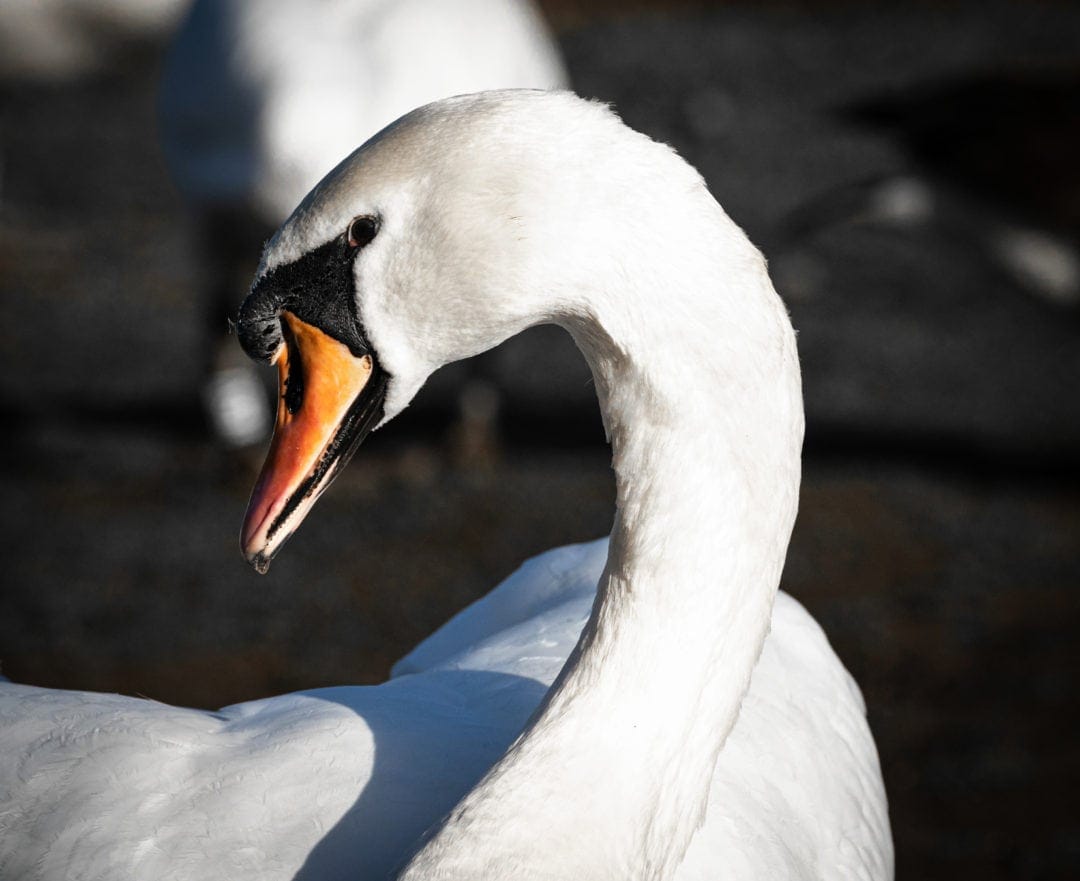 Swan arching its neck