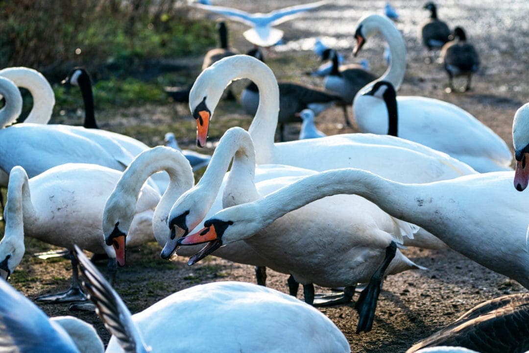 Swans and geese at Duddingston loch